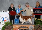 2 SPORTING - CH Clussexx Rolyarts Payola - Welsh Springer Spaniel
